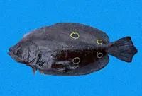 Fourspot flounder (Hippoglossina tetrophthalma)
