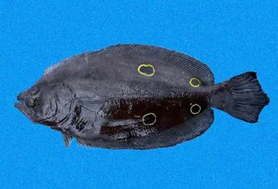 Fourspot flounder (Hippoglossina tetrophthalma)