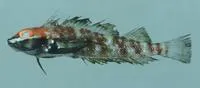 Fourspot triplefin (Helcogramma fuscipectoris)