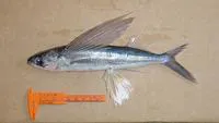 Fourwing flyingfish (Hirundichthys affinis)