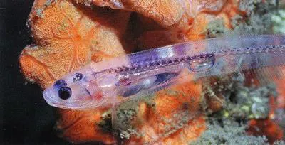 Fowler's pearlfish (Onuxodon fowleri)
