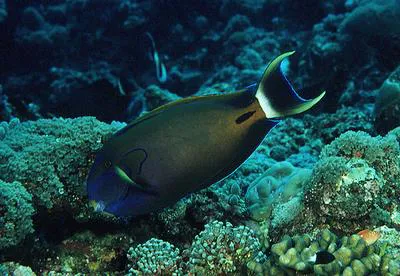 Fowler's surgeonfish (Acanthurus fowleri)