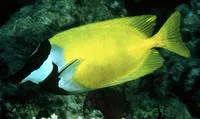 Foxface (Siganus vulpinus)