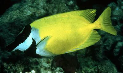 Foxface (Siganus vulpinus)