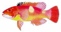 Foxfish (Bodianus frenchii)