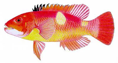 Foxfish (Bodianus frenchii)