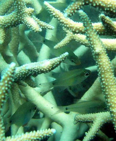 Fragile cardinalfish (Zoramia fragilis)