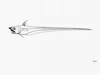 Fragile grenadier (Asthenomacrurus fragilis)