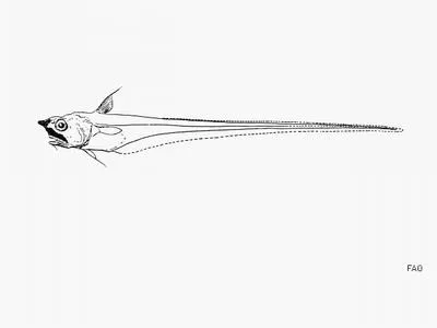 Fragile grenadier (Asthenomacrurus fragilis)