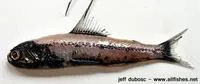 Fragile lantern fish (Diaphus fragilis)