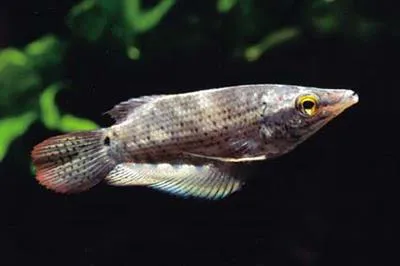 Frail gourami (Ctenops nobilis)