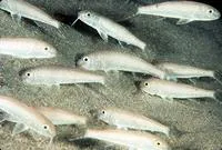 Francis' goatfish (Upeneus francisi)