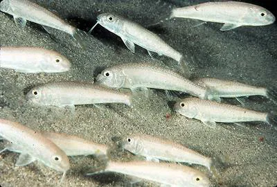Francis' goatfish (Upeneus francisi)