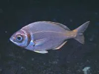 Fransmadam (Boopsoidea inornata)