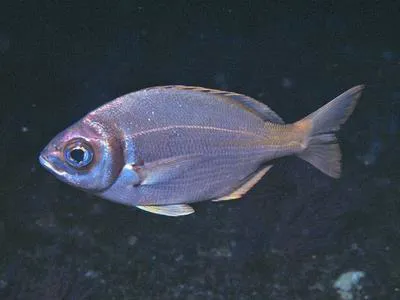 Fransmadam (Boopsoidea inornata)