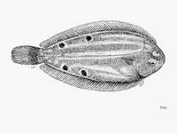 Frechkop's sole (Microchirus frechkopi)