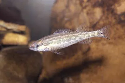 Frecklebelly darter (Percina stictogaster)