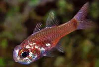 Freckled cardinalfish (Phaeoptyx conklini)