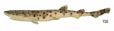Freckled catshark (Scyliorhinus haeckelii)