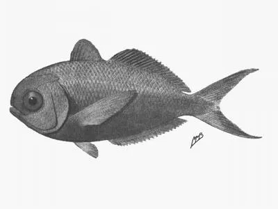Freckled driftfish (Psenes cyanophrys)