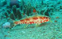Freckled goatfish (Upeneus tragula)