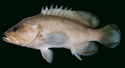 Freckled hind (Cephalopholis microprion)