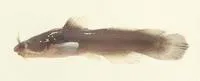 Freckled madtom (Noturus nocturnus)