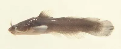 Freckled madtom (Noturus nocturnus)