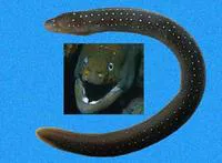 Freckled moray (Echidna nocturna)