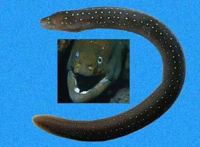 Freckled moray (Echidna nocturna)