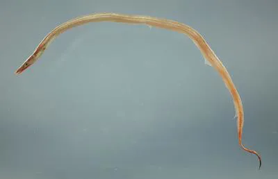Freckled pike-conger (Hoplunnis macrura)