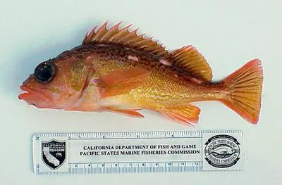Freckled rockfish (Sebastes lentiginosus)