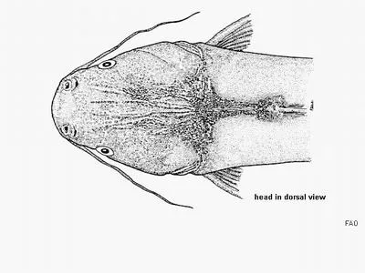 Freckled sea catfish (Notarius lentiginosus)