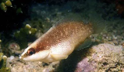 Freckled soapfish (Rypticus bistrispinus)