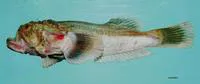 Freckled stargazer (Xenocephalus egregius)