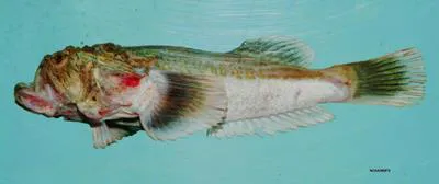 Freckled stargazer (Xenocephalus egregius)