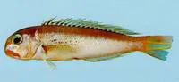 Freckled tilefish (Branchiostegus sawakinensis)
