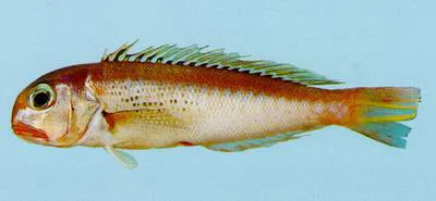 Freckled tilefish (Branchiostegus sawakinensis)