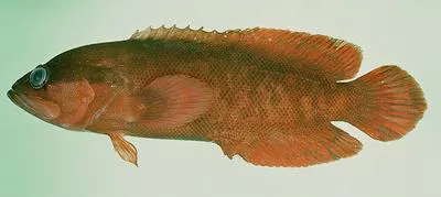 Freckleface podge (Suttonia lineata)