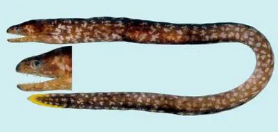 Freckleface reef-eel (Uropterygius xanthopterus)