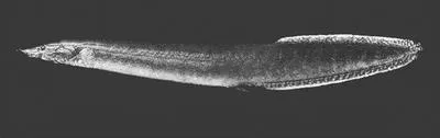 Frecklefin eel (Macrognathus maculatus)