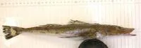 Freespine flathead (Ratabulus diversidens)