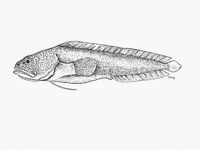 Freetail brotula (Bidenichthys capensis)