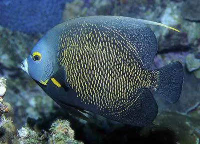 French angelfish (Pomacanthus paru)