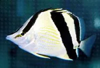 French butterflyfish (Prognathodes guyanensis)