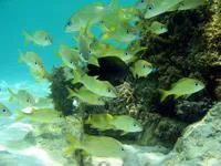 French grunt (Haemulon flavolineatum)