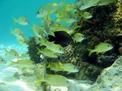 French grunt (Haemulon flavolineatum)