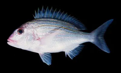 Frenchman seabream (Polysteganus baissaci)