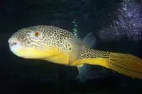 Fresh water puffer fish (Tetraodon mbu)
