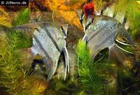 Freshwater angelfish (Pterophyllum scalare)